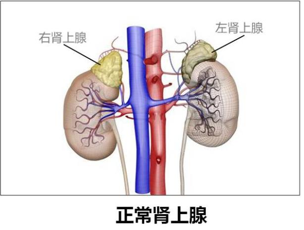 泌尿云课堂患上肾上腺肿瘤怎么办